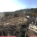 18_40-nest.jpg
