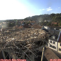 18_50-nest.jpg