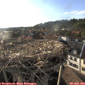 18_55-nest.jpg
