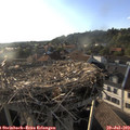19_05-nest.jpg