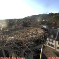19_15-nest.jpg