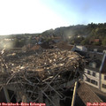 19_20-nest.jpg