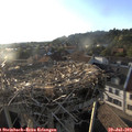 19_25-nest.jpg