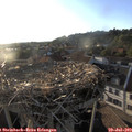 19_35-nest.jpg