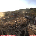 19_40-nest.jpg