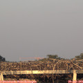 20_20-mast.jpg