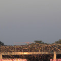 20_45-mast.jpg