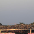 20_50-mast.jpg