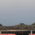 20_55-mast.jpg