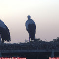 06_00-mast.jpg