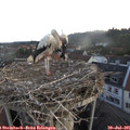 06_00-nest.jpg