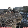 06_05-nest.jpg