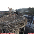 06_10-nest.jpg