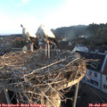 06_20-nest.jpg