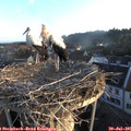 06_25-nest.jpg