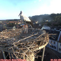 06_35-nest.jpg