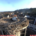 06_50-nest.jpg