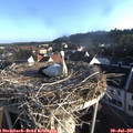 07_15-nest.jpg