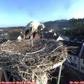 07_20-nest.jpg