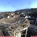 07_50-nest.jpg