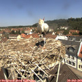 11_45-nest.jpg