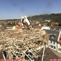 11_50-nest.jpg