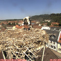11_55-nest.jpg