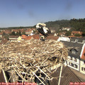 12_05-nest.jpg