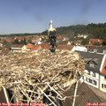 12_15-nest.jpg