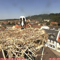 12_20-nest.jpg