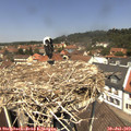 12_30-nest.jpg