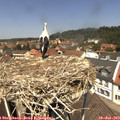 12_35-nest.jpg