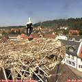 12_40-nest.jpg