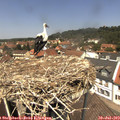12_50-nest.jpg