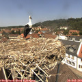 13_00-nest.jpg