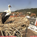 13_10-nest.jpg