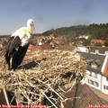 13_15-nest.jpg