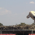 13_20-mast.jpg