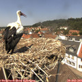 13_20-nest.jpg