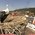 13_25-nest.jpg
