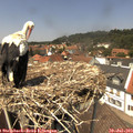 13_30-nest.jpg