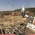 13_40-nest.jpg