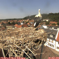 13_50-nest.jpg