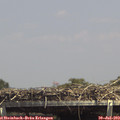 14_30-mast.jpg