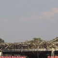 14_55-mast.jpg