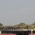 15_00-mast.jpg