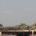 15_10-mast.jpg