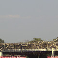 15_30-mast.jpg