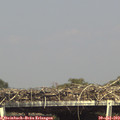 15_45-mast.jpg
