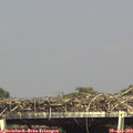 15_50-mast.jpg